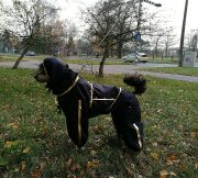 Resize-Image1543096893577