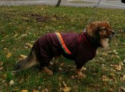 Resize-Image1543097037732