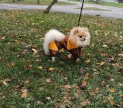 Resize-Image1543097476640