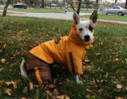 Resize-Image1543491581075