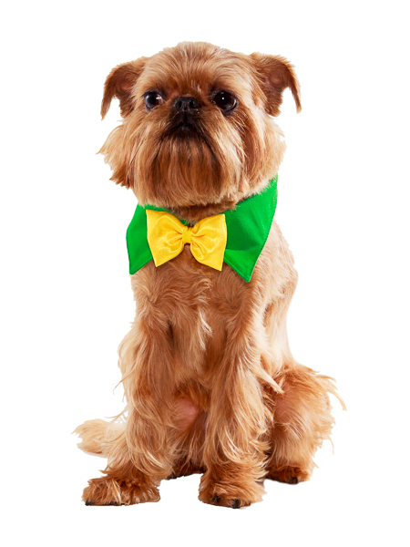 Suņu akseksuāri - apkakle ar tauriņu