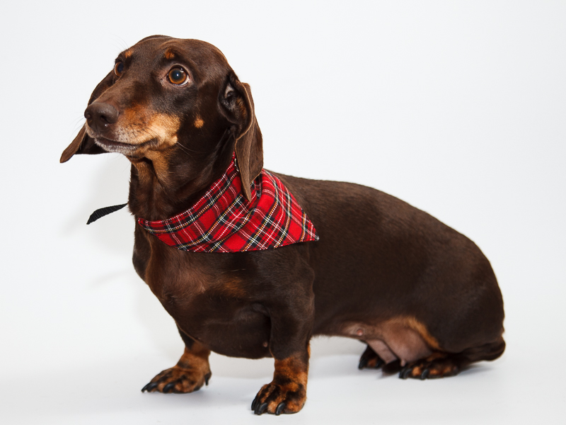 Aksesuārs suņiem. Bandana,apkakle