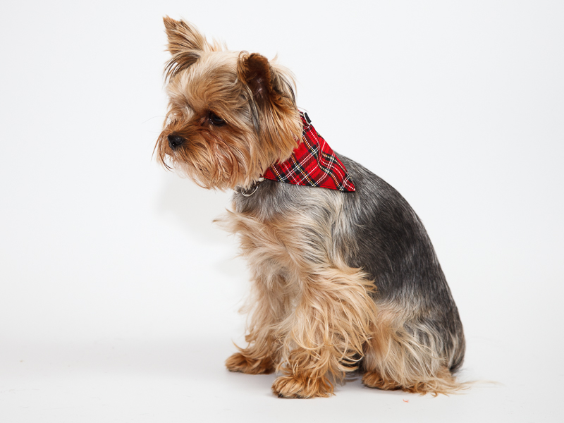 Aksesuārs suņiem. Bandana,apkakle