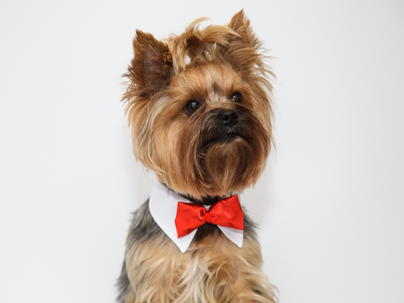 Suņu akseksuāri - apkakle ar tauriņu_product Suņu akseksuāri - apkakle ar tauriņu