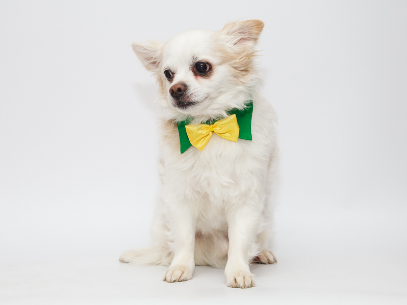 Suņu akseksuāri - apkakle ar tauriņu