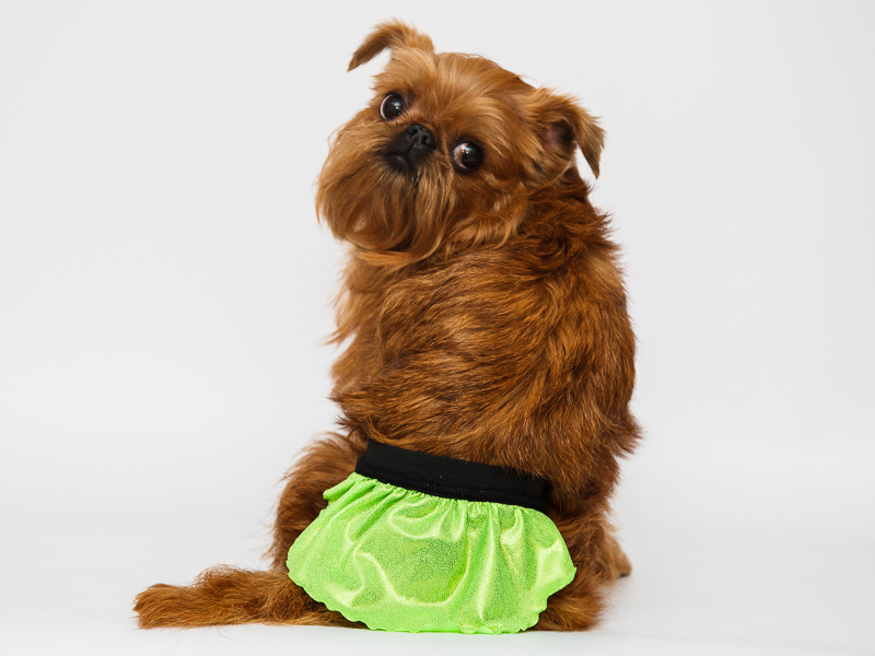 Aksesuāri suņiem. Aizsargbiksītes ar svārciņiem