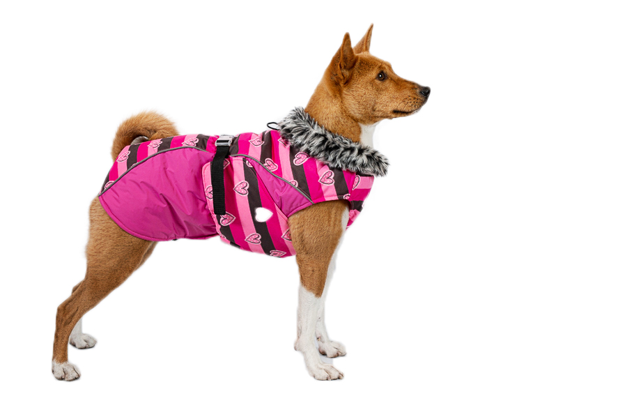 Aramis suņu ziemas veste-metēlis, L_product_product_product_product_product_product_product_product_product_product_product_p Aramis suņu ziemas veste-metēlis, L