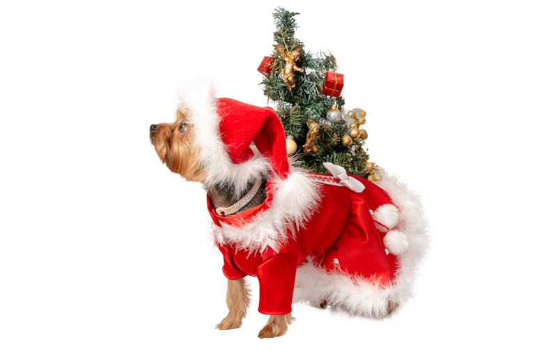 Aksesuāri suņiem. Suņu panama_product_product_product_product Aksesuāri suņiem. Suņu panama