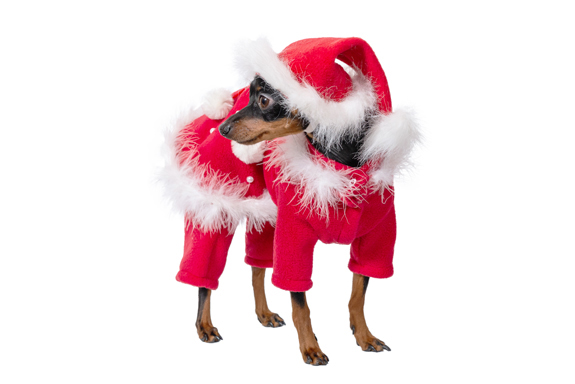 Aksesuāri suņiem. Suņu panama_product_product_product_product Aksesuāri suņiem. Suņu panama