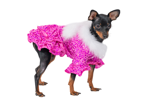 Ziemasssvētku kleitiņa sunītim, S_product Ziemasssvētku kleitiņa sunītim, S