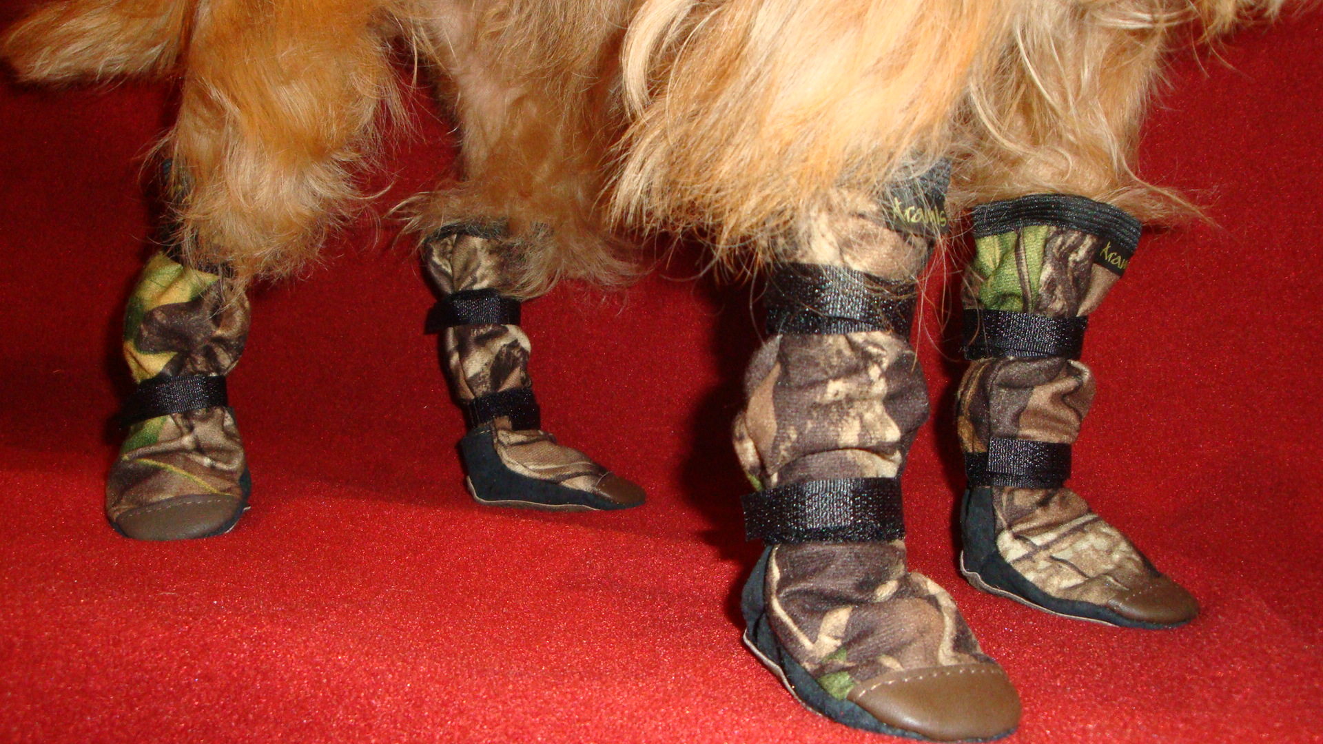 Suņu zābaciņi (iepakojumā 4 gabali)