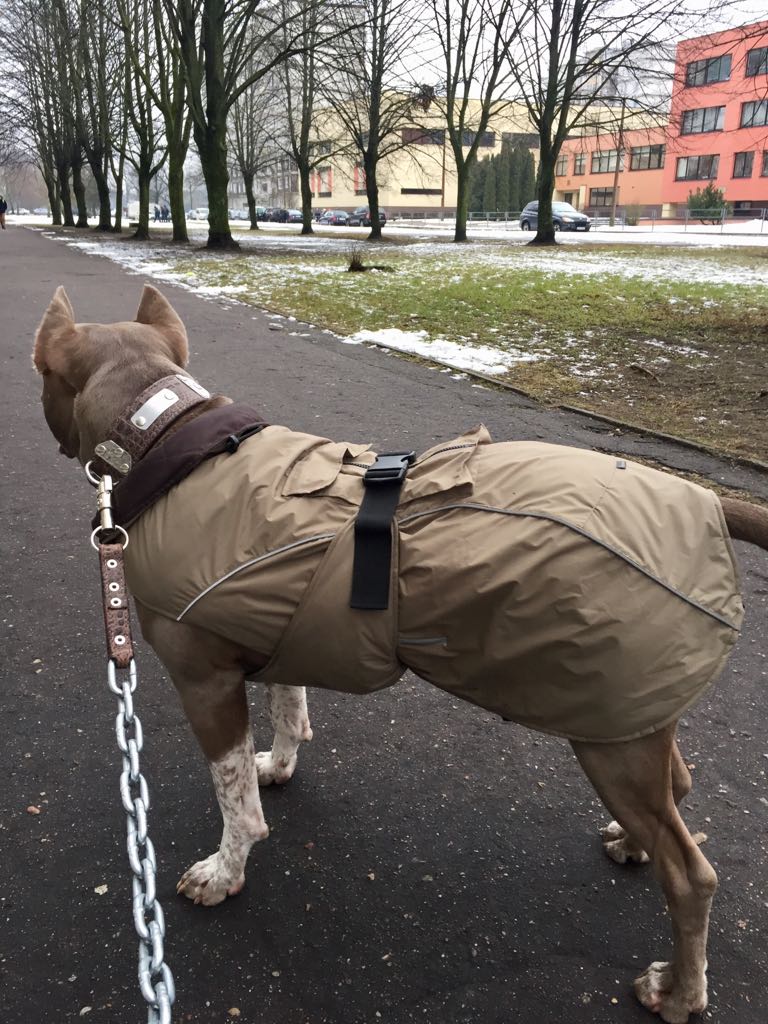 Aramis suņu ziemas veste-metēlis, XXL