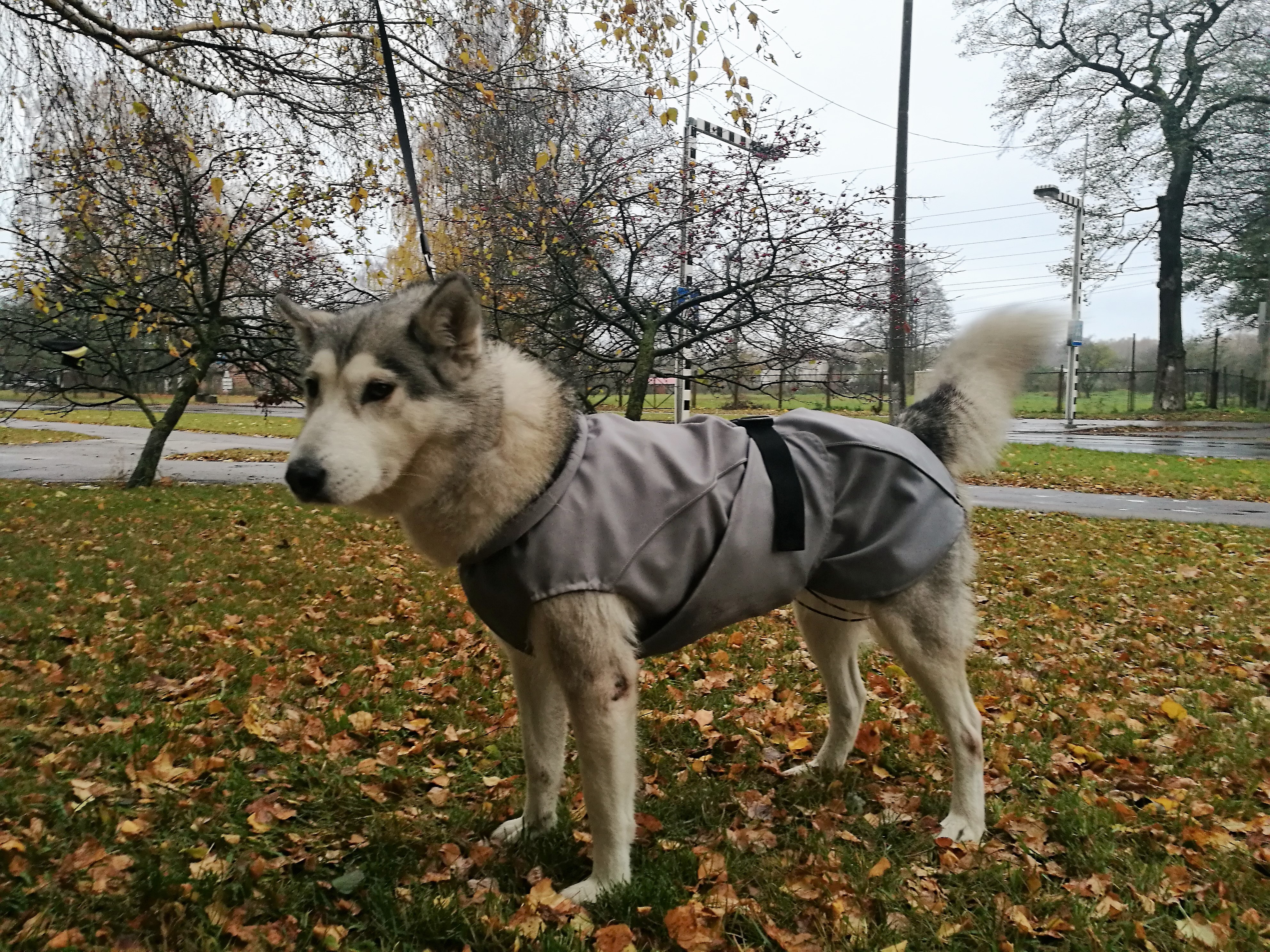 Aramis suņu ziemas veste-metēlis, XXXL Aramis suņu ziemas veste-metēlis, XXL