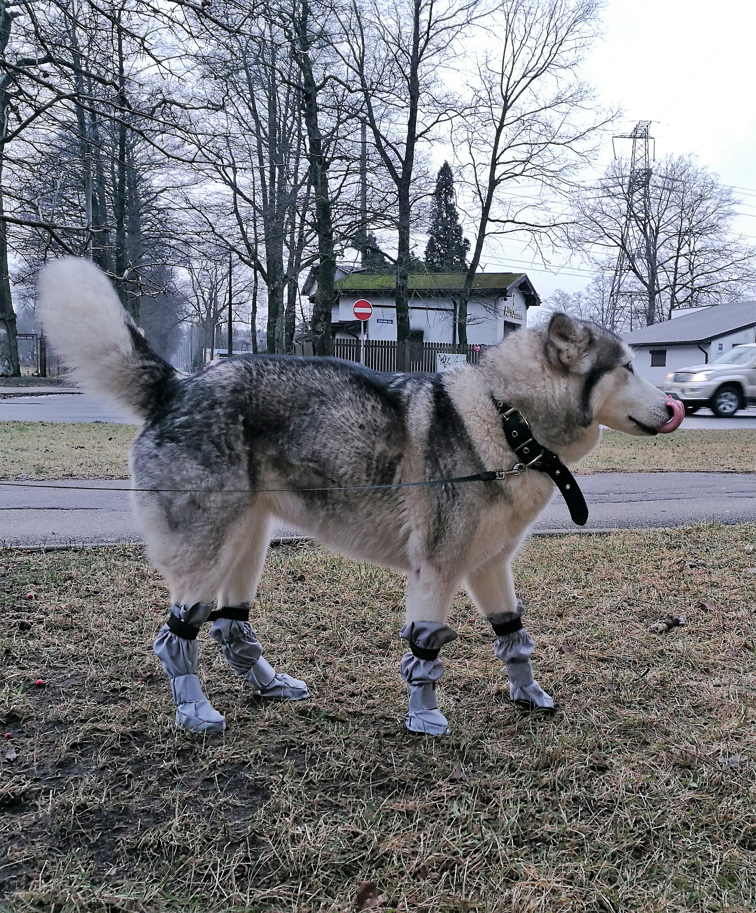 Suņu zābaciņi (iepakojumā 4 gabali)