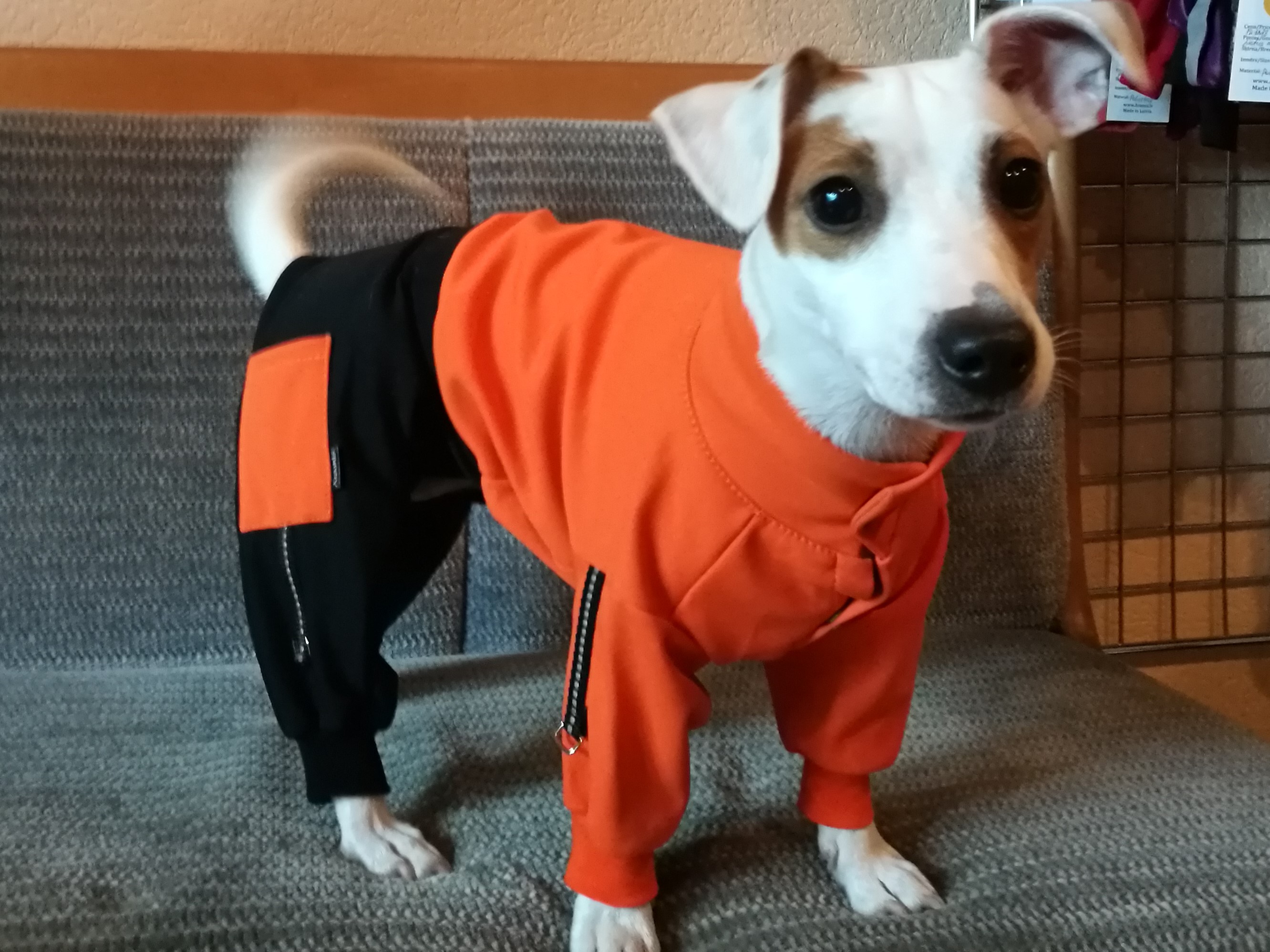 Suņu sporta kostīms no Goretex auduma