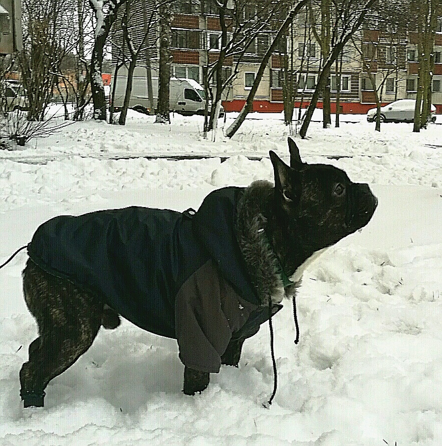 Aramis suņu apģērbs ziemas jaciņa ar kapuci,XL Aramis suņu apģērbs ziemas jaciņa ar kapuci,XL