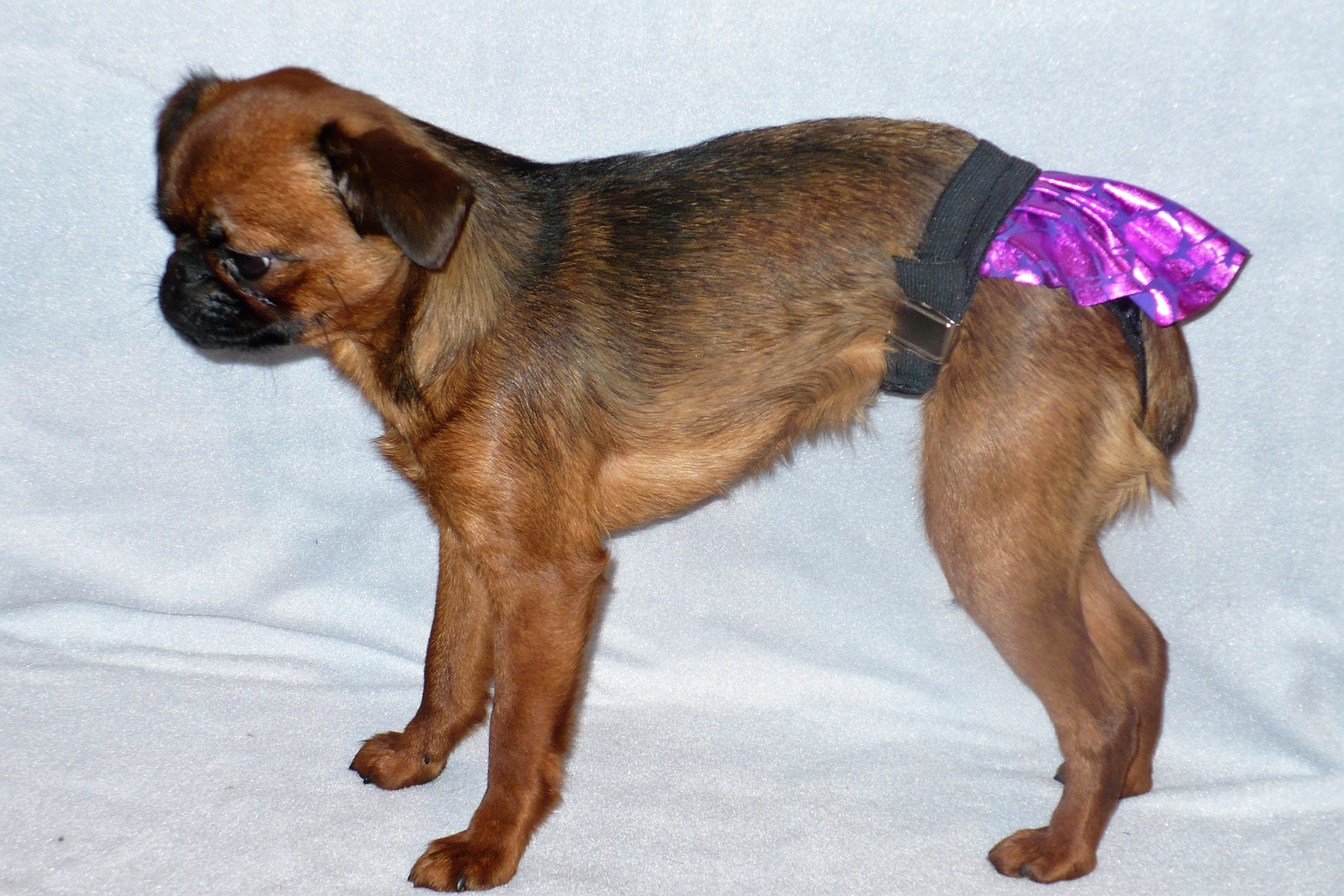 Aksesuāri suņiem. Aizsargbiksītes ar svārciņiem