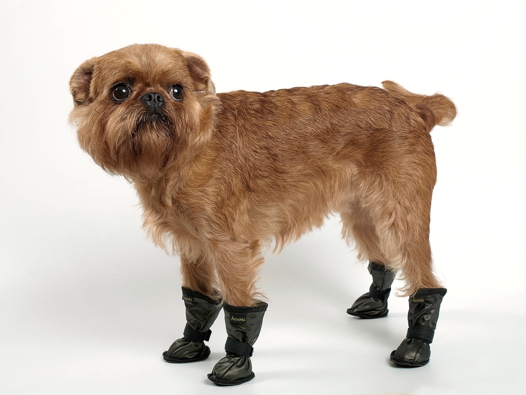 Suņu zābaciņi (iepakojumā 4 gabali)