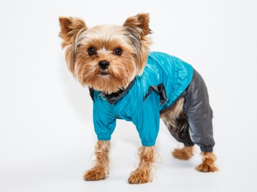 Elegants suņu mētelis lietainam laikam