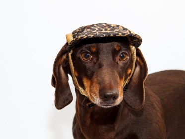 Aksesuāri suņiem.  Cepure