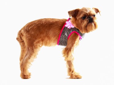 Suņu iejūgs ar puķi (kaklasiksna)