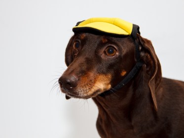 Aksesuāri suņiem.  Cepure