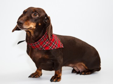 Aksesuārs suņiem. Bandana,apkakle