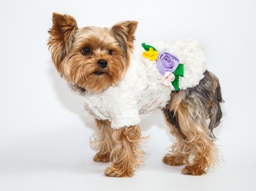 Balts suņu kažociņš,metēlis ar puķiem,XS