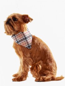 Aksesuārs suņiem. Bandana,apkakle