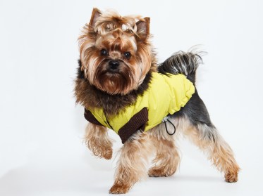 Aramis suņu apģērbs ziemas jaciņa ar kapuci