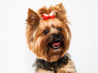 Aksesuāri suņiem. Bantītes ar sprādze