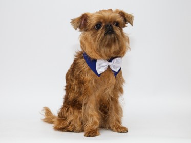 Suņu akseksuāri - apkakle ar tauriņu