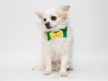 Suņu akseksuāri - apkakle ar tauriņu