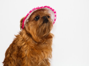 Aksesuāri suņiem. Suņu panama