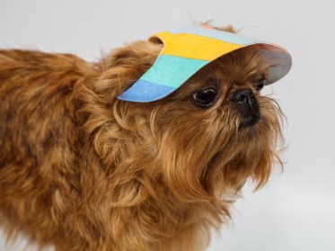 Aksesuāri suņiem. Suņu panama