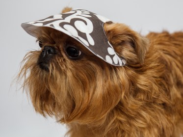 Aksesuāri suņiem. Suņu panama