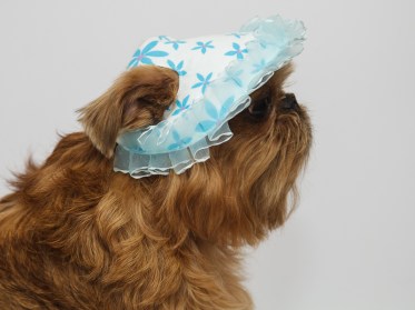 Aksesuāri suņiem. Suņu panama