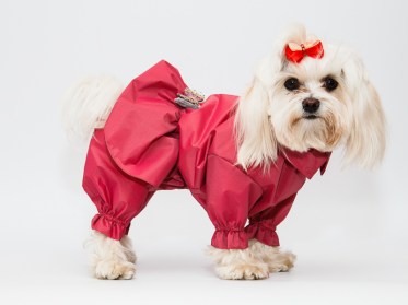 Oriģināls suņu mētelis ar svārkiem lietainam laikam, S