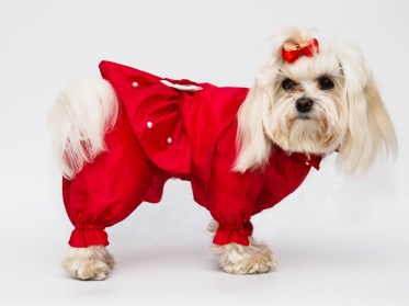 Oriģināls suņu mētelis ar svārkiem lietainam laikam, S