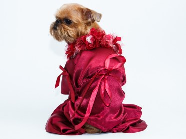 Ziemasssvētku kleitiņa sunītim, S