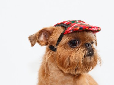 Aksesuāri suņiem.  Cepure