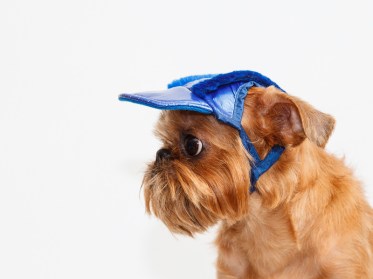 Aksesuāri suņiem.  Cepure