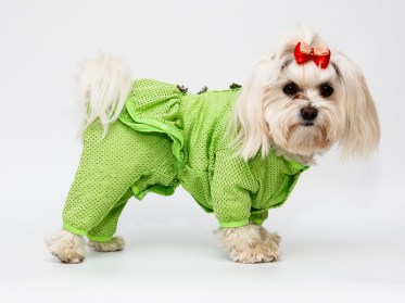  Aramis suņu apģērbs .Putekšnīca ar svārciņu , S