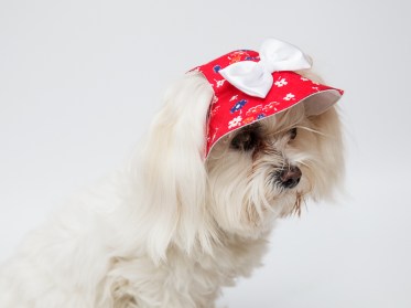 Aksesuāri suņiem. Suņu panama