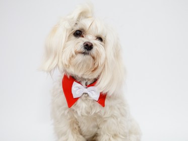 Suņu akseksuāri - apkakle ar tauriņu