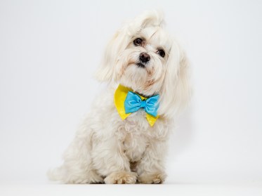 Suņu akseksuāri - apkakle ar tauriņu