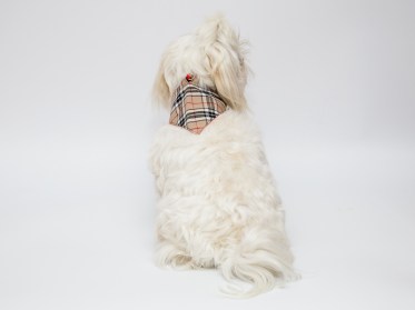 Aksesuārs suņiem. Bandana,apkakle