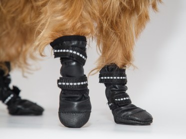 Suņu zābaciņi (iepakojumā 4 gabali)