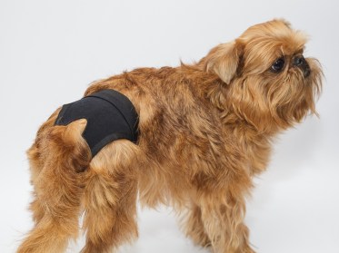 Aksesuāri suņiem. Aizsargbiksītes 