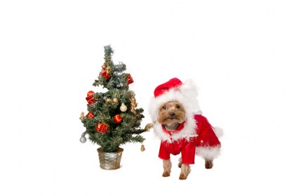 Ziemasssvētku kleitiņa sunītim, S